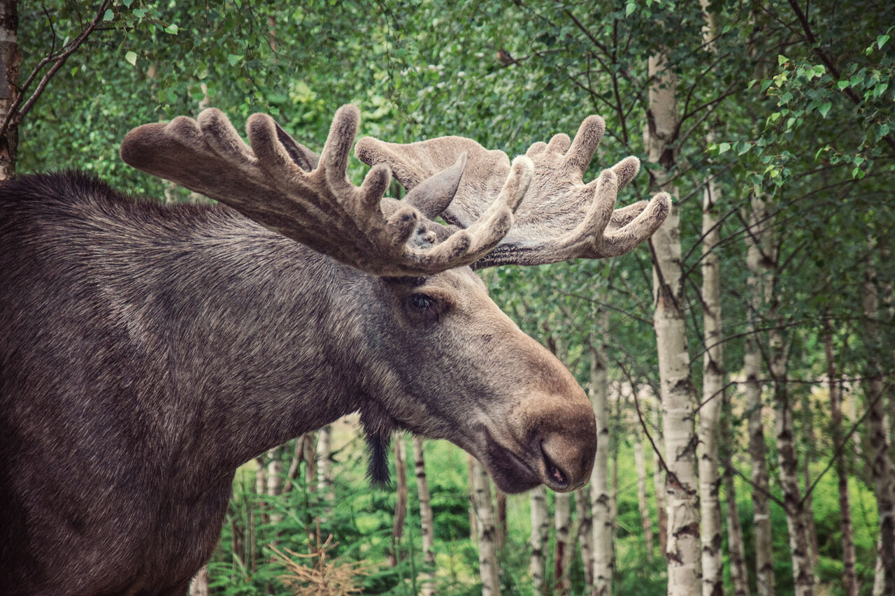 moose-park