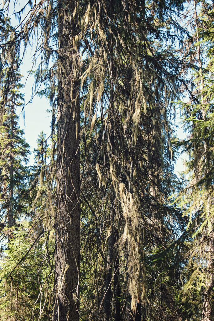 lichens