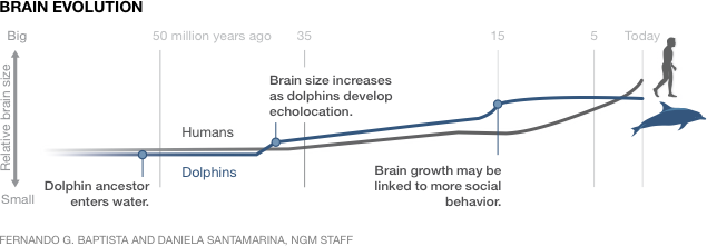 brain evolution