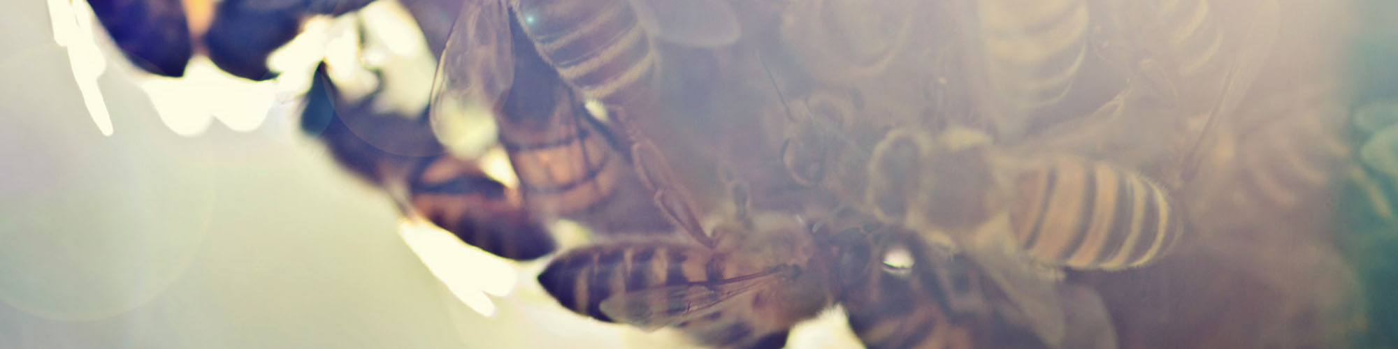 research-honeybee-gei