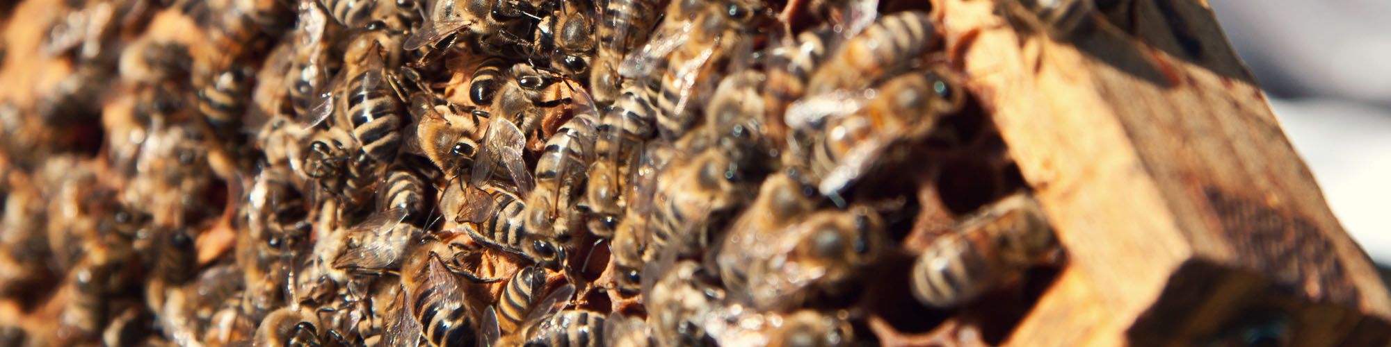 research-honeybee-virology