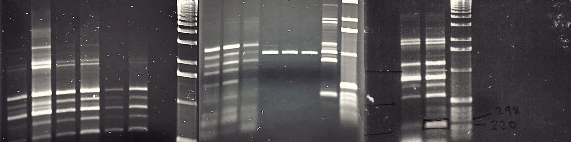 research-chitinase