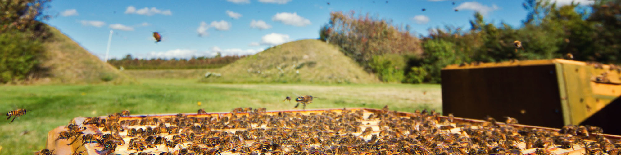 research-honeybee