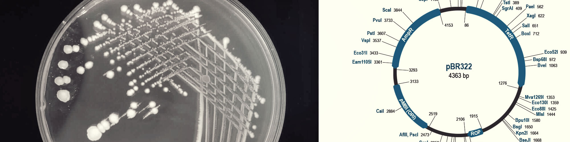 research-lux-genes