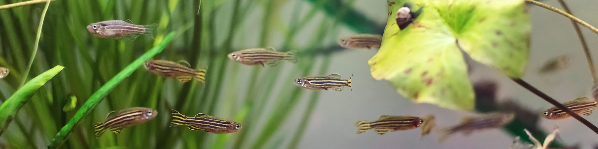 research-zebrafish